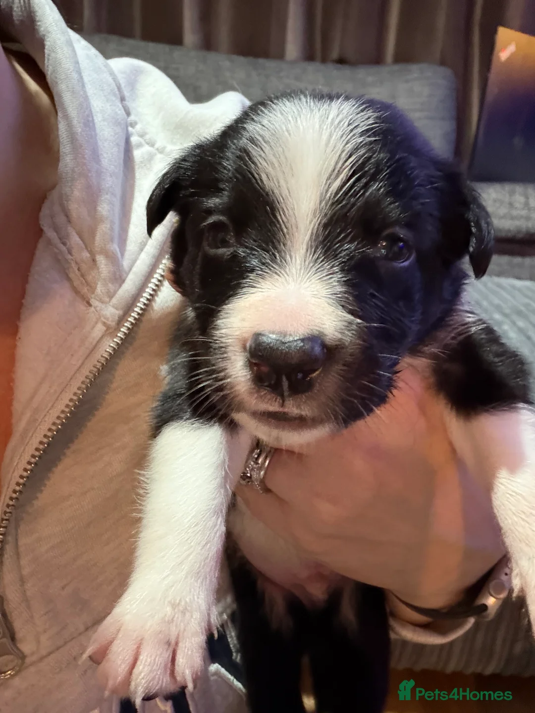 Border Collie dogs for sale: ONLY ONE BOY REMAINING (READY TO GO TUE) - Advert 30