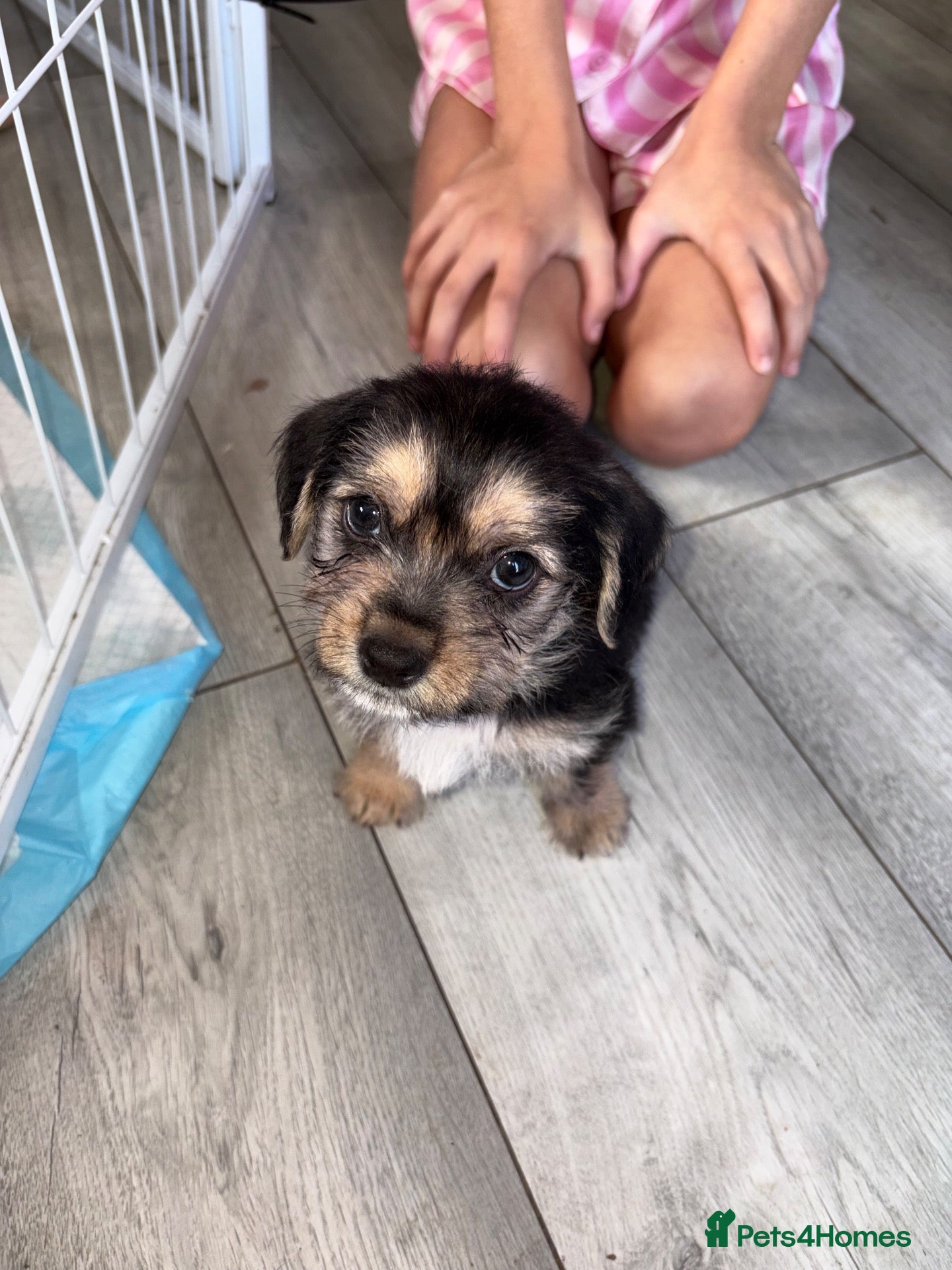Mixed Breed dogs Beautiful Jack Russel x Shih Tzu - Advert 11