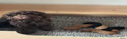 Cockapoo dogs for sale: 1 black male puppy - Advert 2