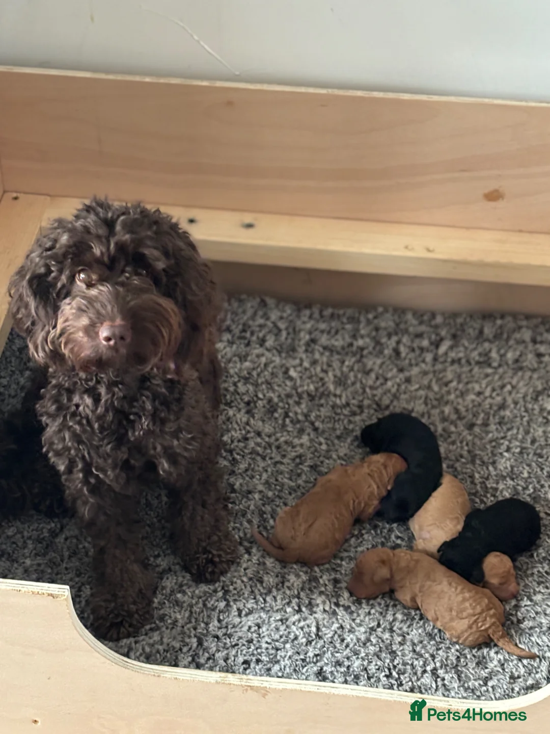 Cockapoo dogs for sale: 1 black male puppy - Advert 2