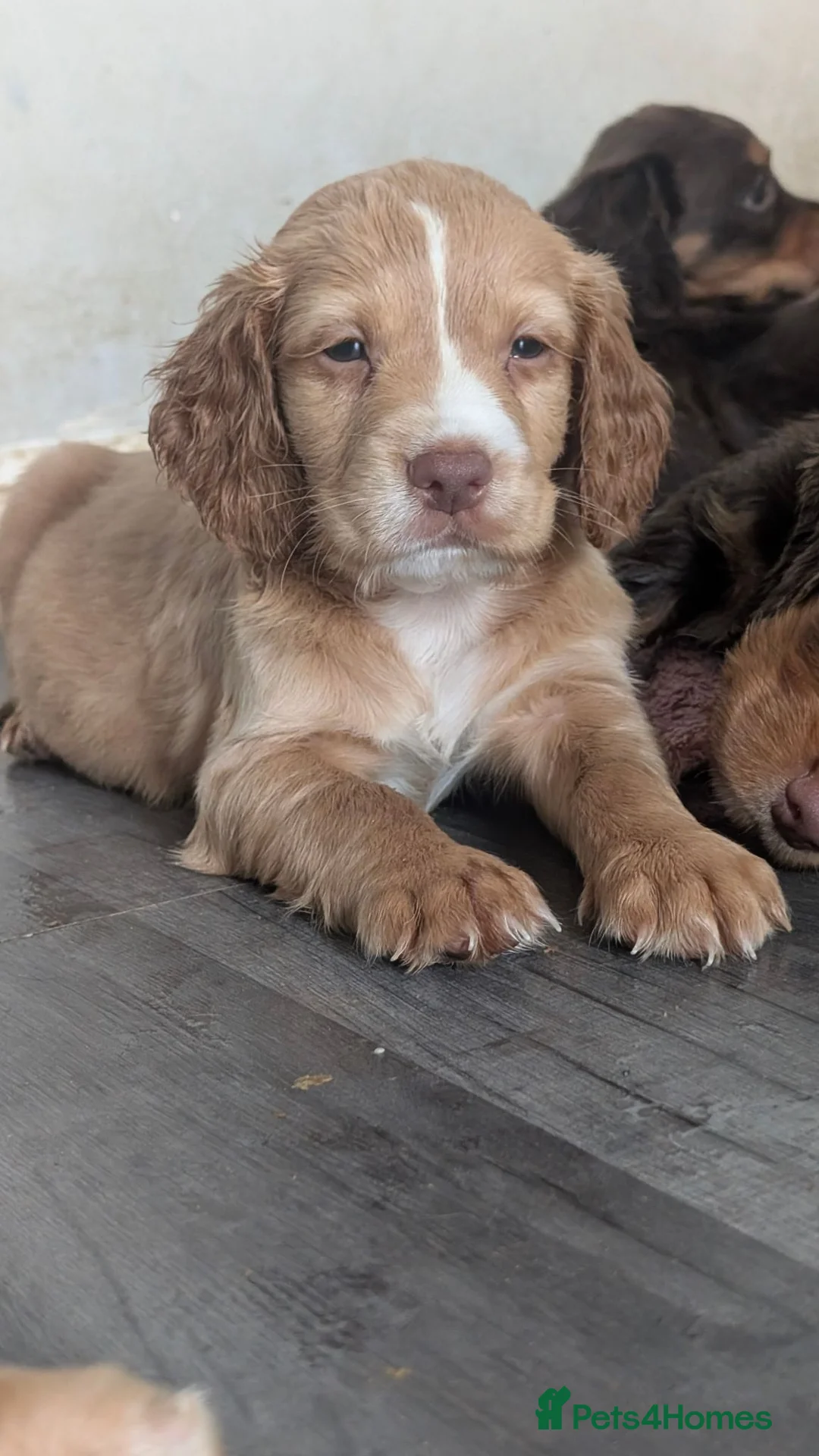 Cocker Spaniel dogs for sale: 4 stunning working cocker spaniel puppies in Merthyr Tydfil - Advert 2