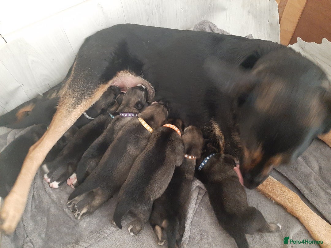Mixed Breed dogs for sale: New Zealand Huntaway x Siberian Husky - Image 5
