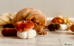 Labrador Retriever dogs for sale: Yellow Labrador Puppies - Image 37