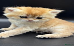 British Shorthair cats for sale: GCCF BSH GOLDEN BLACK TIPPED NY12 KITTENS - Image 2