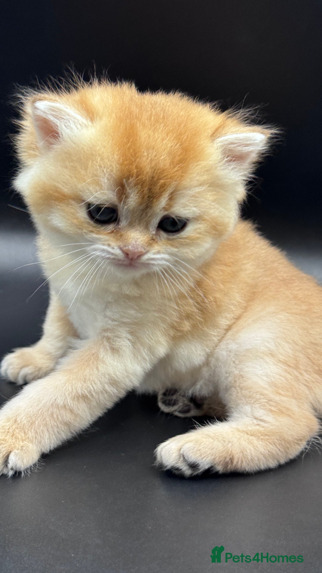 British Shorthair cats for sale: GCCF BSH GOLDEN BLACK TIPPED NY12 KITTENS - Image 2