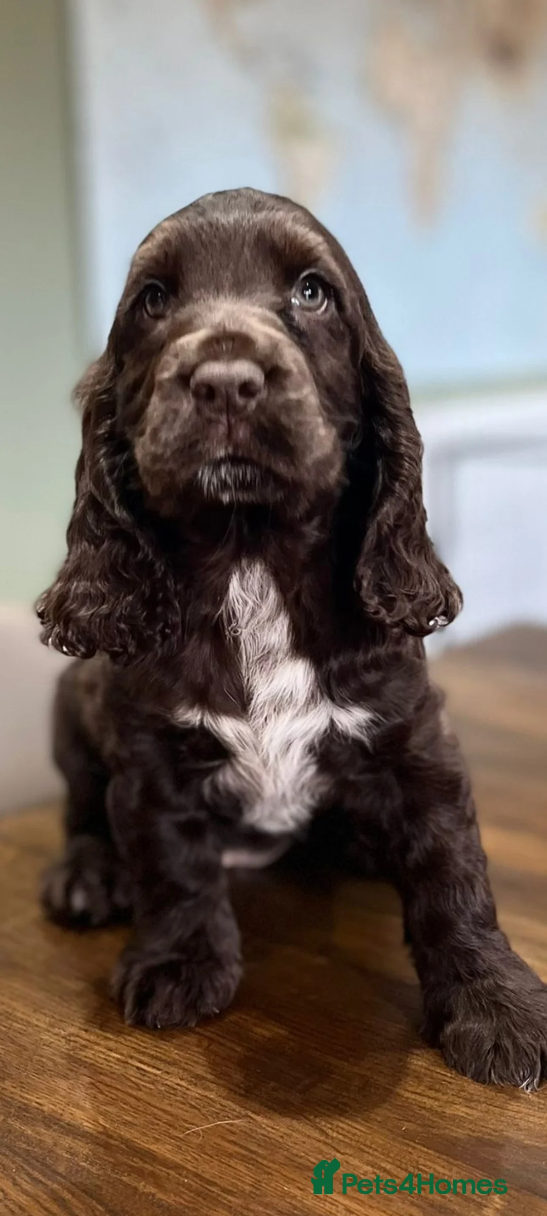Cocker Spaniel dogs for stud: SHOW COCKER SPANIEL 🐕 health tested stud  in Brentwood - Advert 20