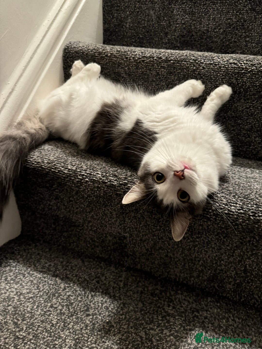British Shorthair cats for sale: 2 Britishshort hair looking for their forever home - Image 3