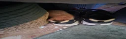 Mixed Breed cats for sale: Female kitten for sale - Advert 19