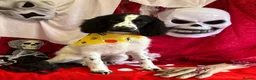 Cockapoo dogs for sale: 13 Month Old Cockapoo - Advert 6