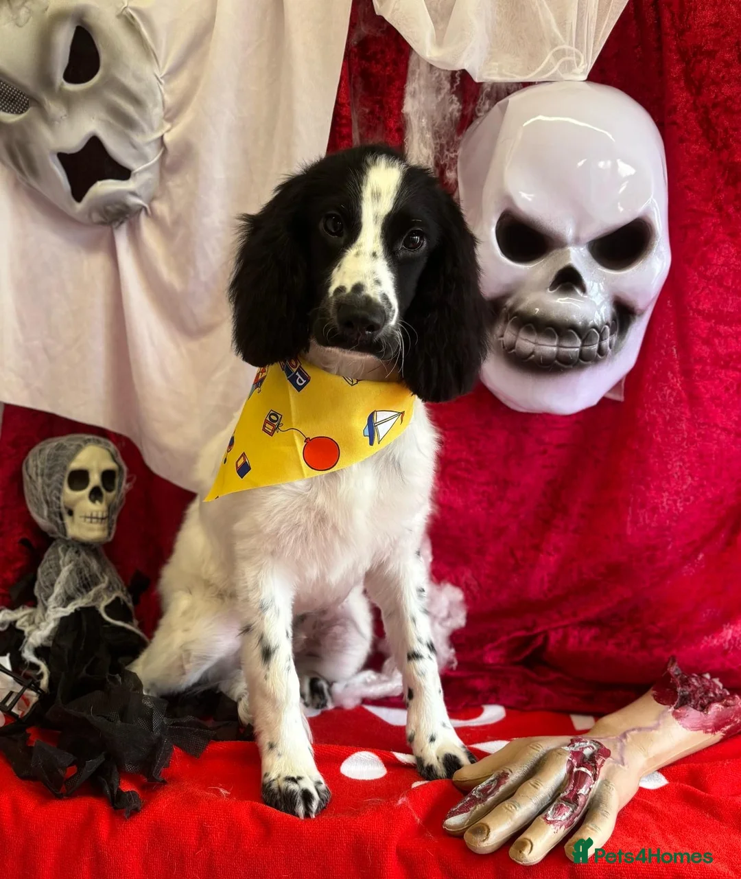 Cockapoo dogs for sale: 13 Month Old Cockapoo - Advert 6