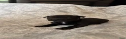 Staffordshire Bull Terrier dogs for sale: Stunning Staffordshire bull terrier puppies in Manchester - Advert 4