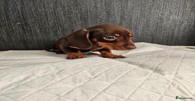 Miniature Dachshund dogs Kc miniature-dachshund pups - Advert 11