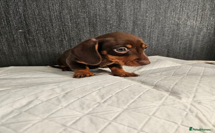 Miniature Dachshund dogs - Advert 8
