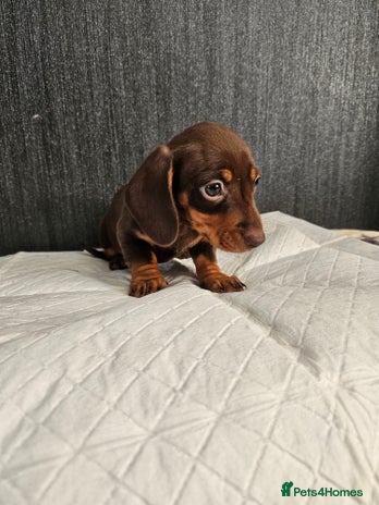 Miniature Dachshund dogs - Advert 8