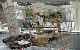 Lovebirds birds for sale: Love birds x 2 - Image 4