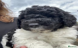 Saint Bernard dogs for sale: St Berdoodle (Saint Bernard standard Poodle) - Image 40