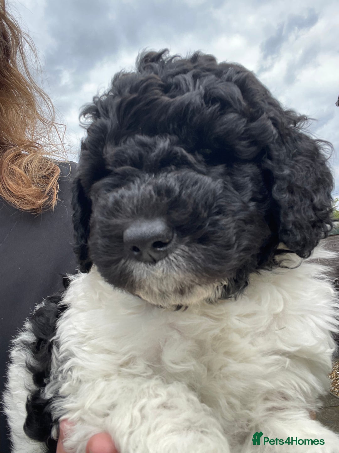 Saint Bernard dogs for sale: St Berdoodle (Saint Bernard standard Poodle) - Image 40