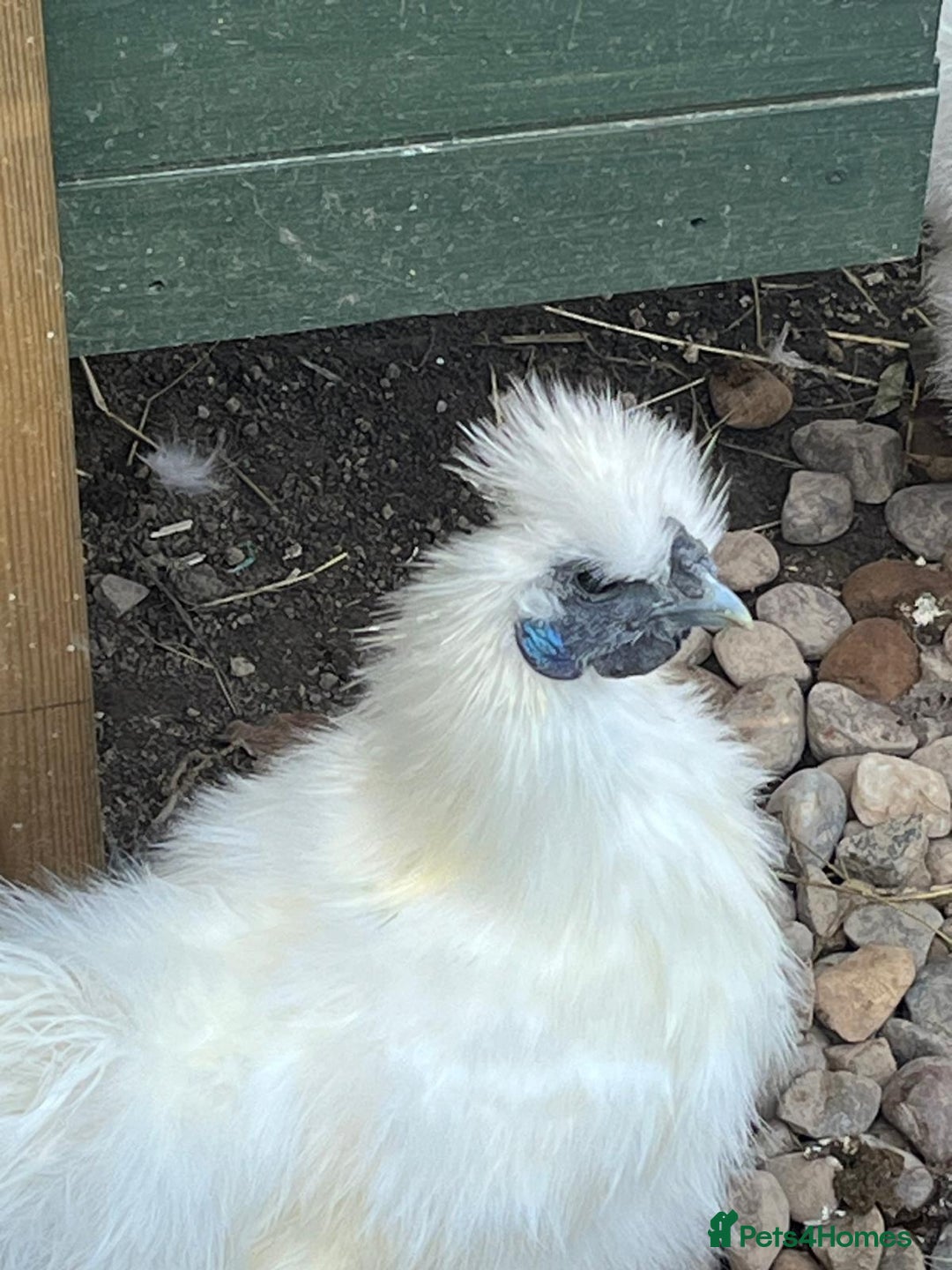 Chickens poultry for sale: White Non-Bearded Silkie Chicken - Advert 1