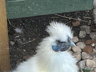 Chickens poultry White Non-Bearded Silkie Chicken - Advert 1