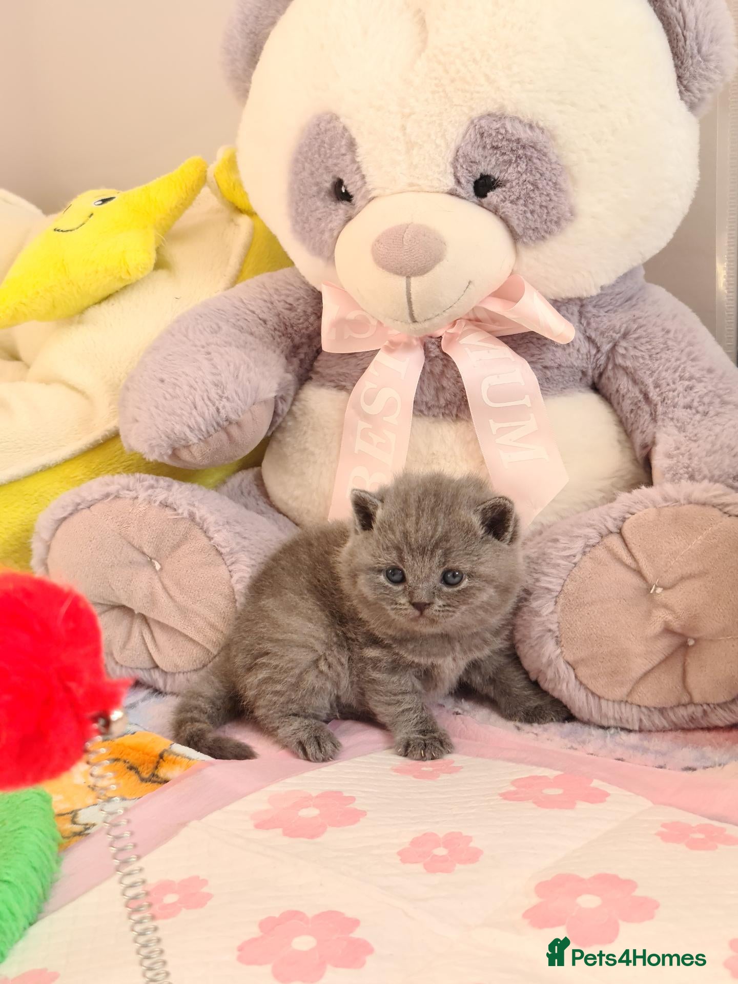 British Shorthair cats *🎅BritishShorthair kittens GCCF, Full vaccin.  - Advert 1
