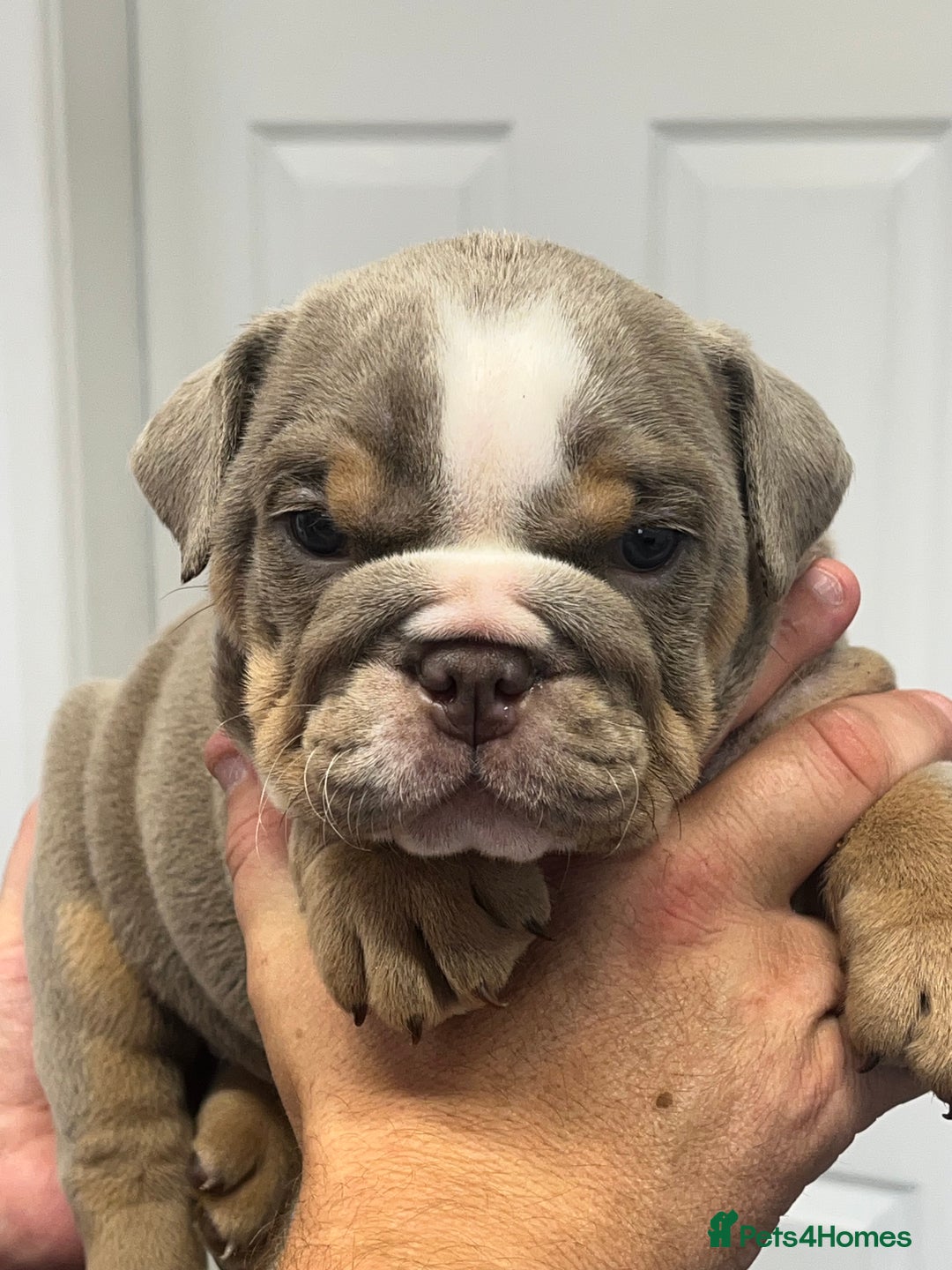 English Bulldog dogs for sale: English bulldog bible John lines  - Image 7