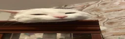 British Shorthair cats for sale: Sweet male cat needing new home  in Birkenhead - Advert 5