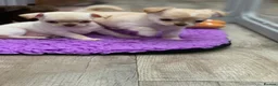 Chihuahua dogs for sale: 5* LICENSED. Gorgeous KC Chihuahua GIRLS - Advert 1