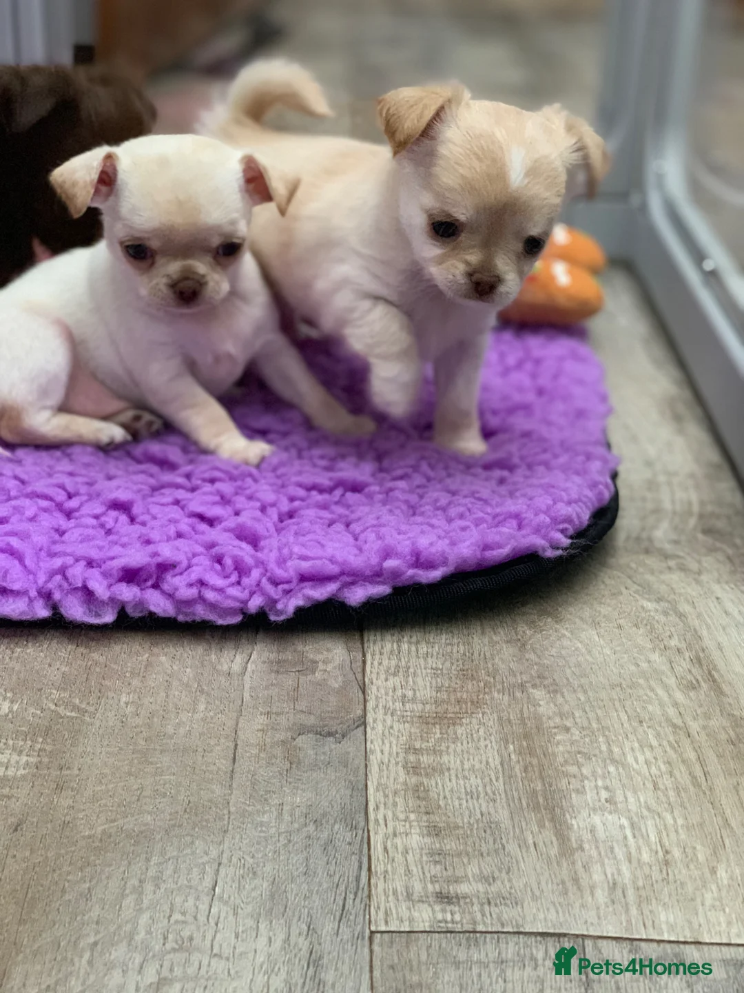Chihuahua dogs for sale: 5* LICENSED. Gorgeous KC Chihuahua GIRLS - Advert 1