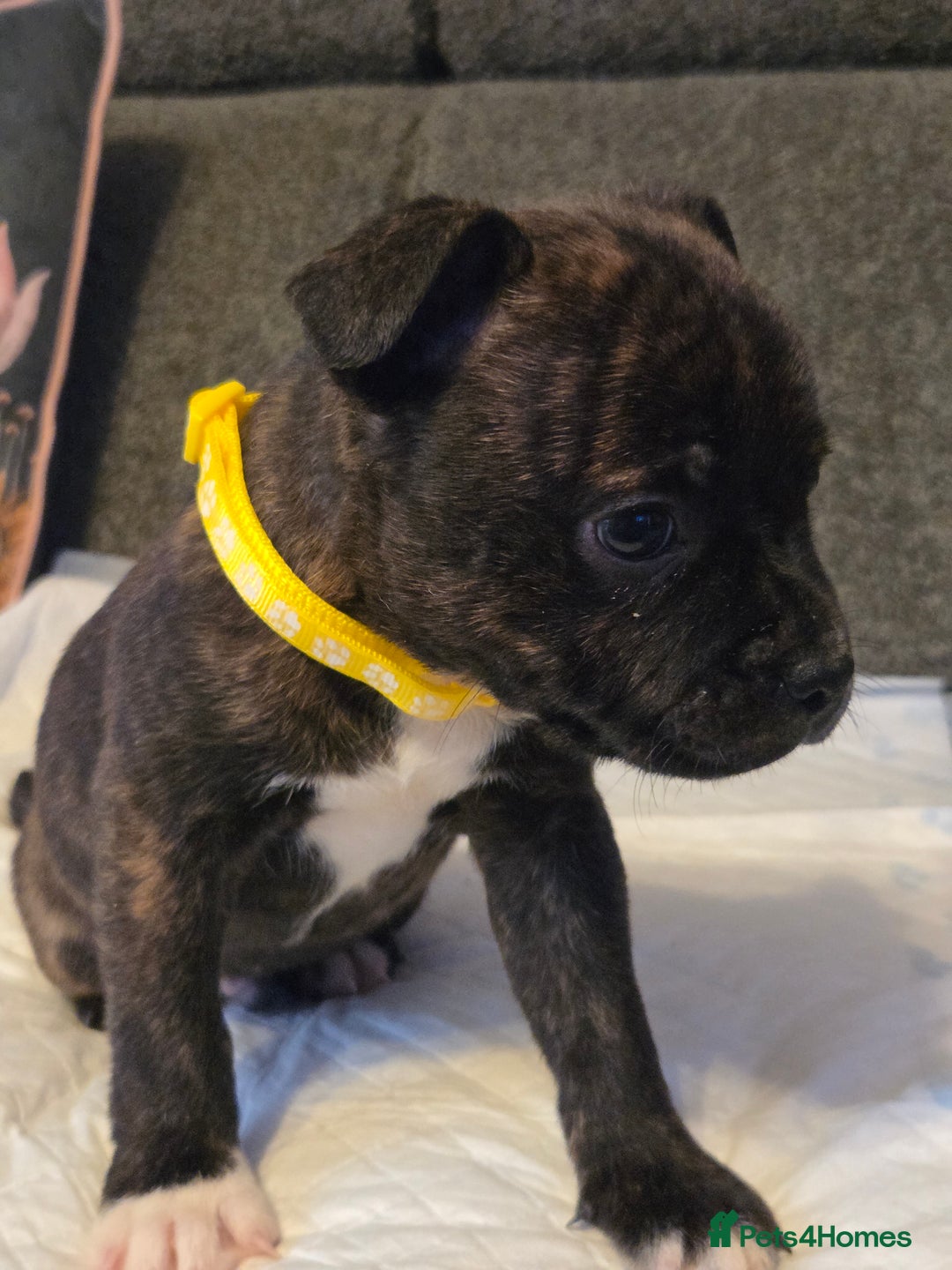Staffordshire Bull Terrier dogs for sale: Red blue brindle Puppys Staffordshire bull terier  - Advert 20