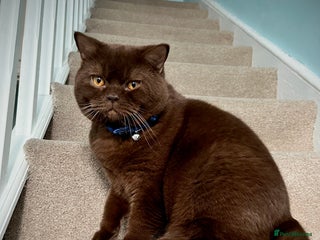 British Shorthair cats in London - Advert 36