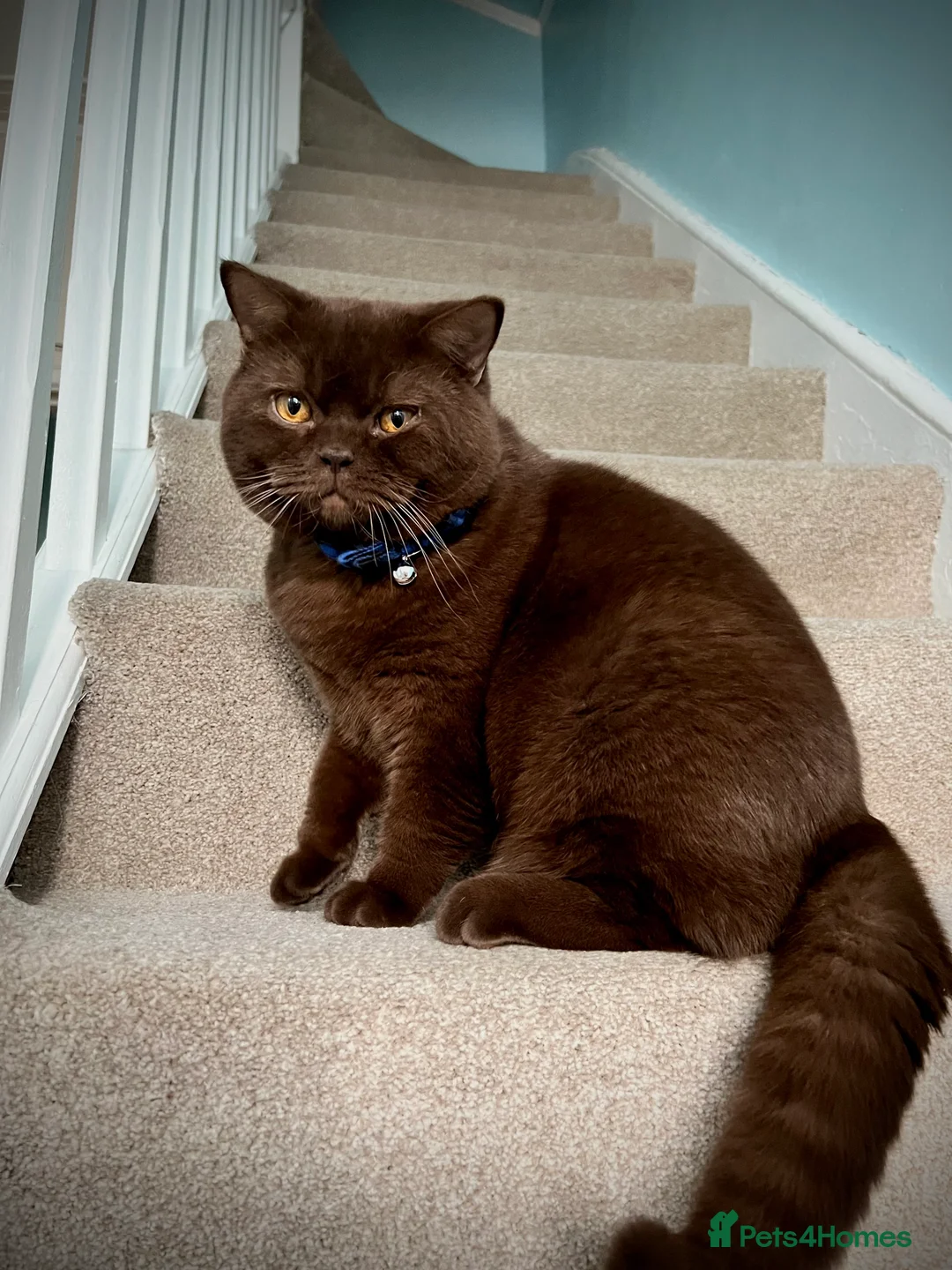 British Shorthair cats for stud: Chocolate British shorthair GCCF Active in London - Advert 1
