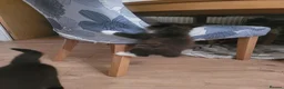 Russian Blue cats for sale: Russian Blue x Main coon - Advert 6