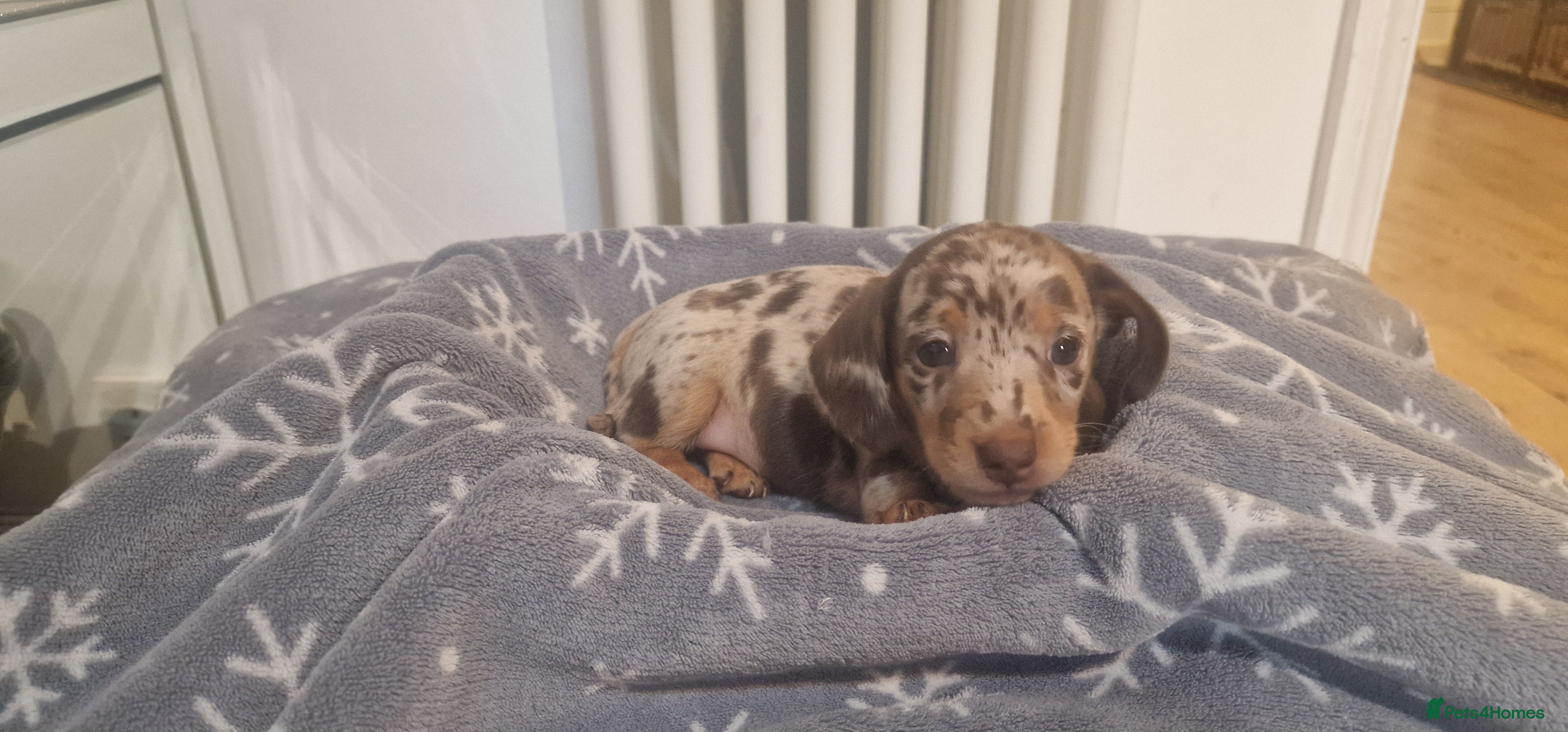 Miniature Dachshund dogs NICE PUPPPIES MINI DACHSHUND  - Advert 15