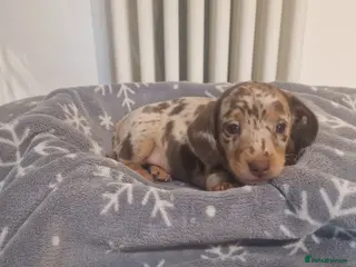 Miniature Dachshund dogs NICE PUPPPIES MINI DACHSHUND - Advert 15