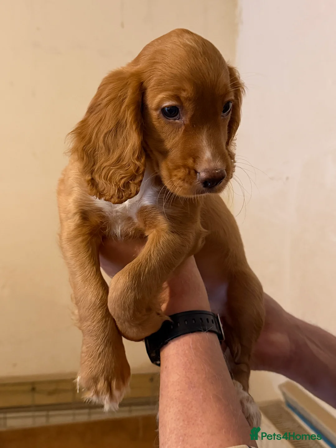 Cocker Spaniel dogs for sale: Working cocker spaniel puppies ready now! - Advert 7