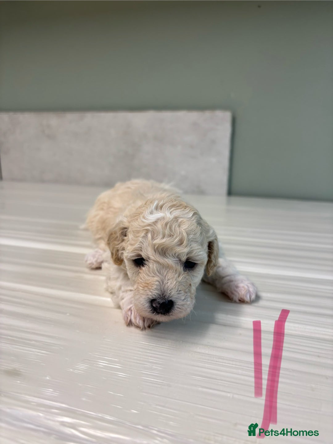 Poochon dogs for sale: Beautiful fluffy puppies  - Advert 26