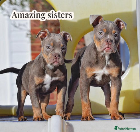Olde English Bulldogge dogs - Advert 1
