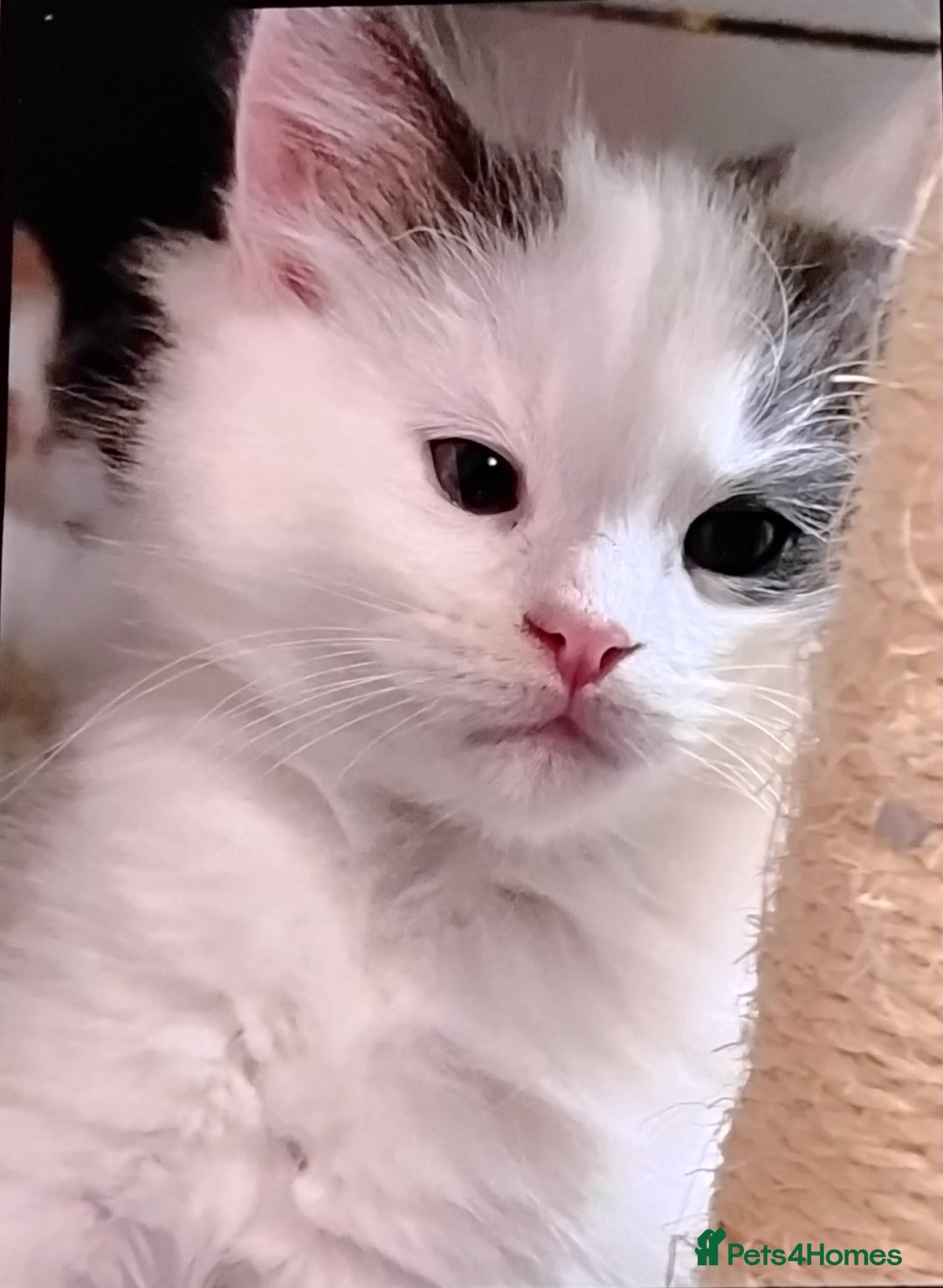 Maine Coon cats for sale: Tica registered maincoon kittens  - Advert 7