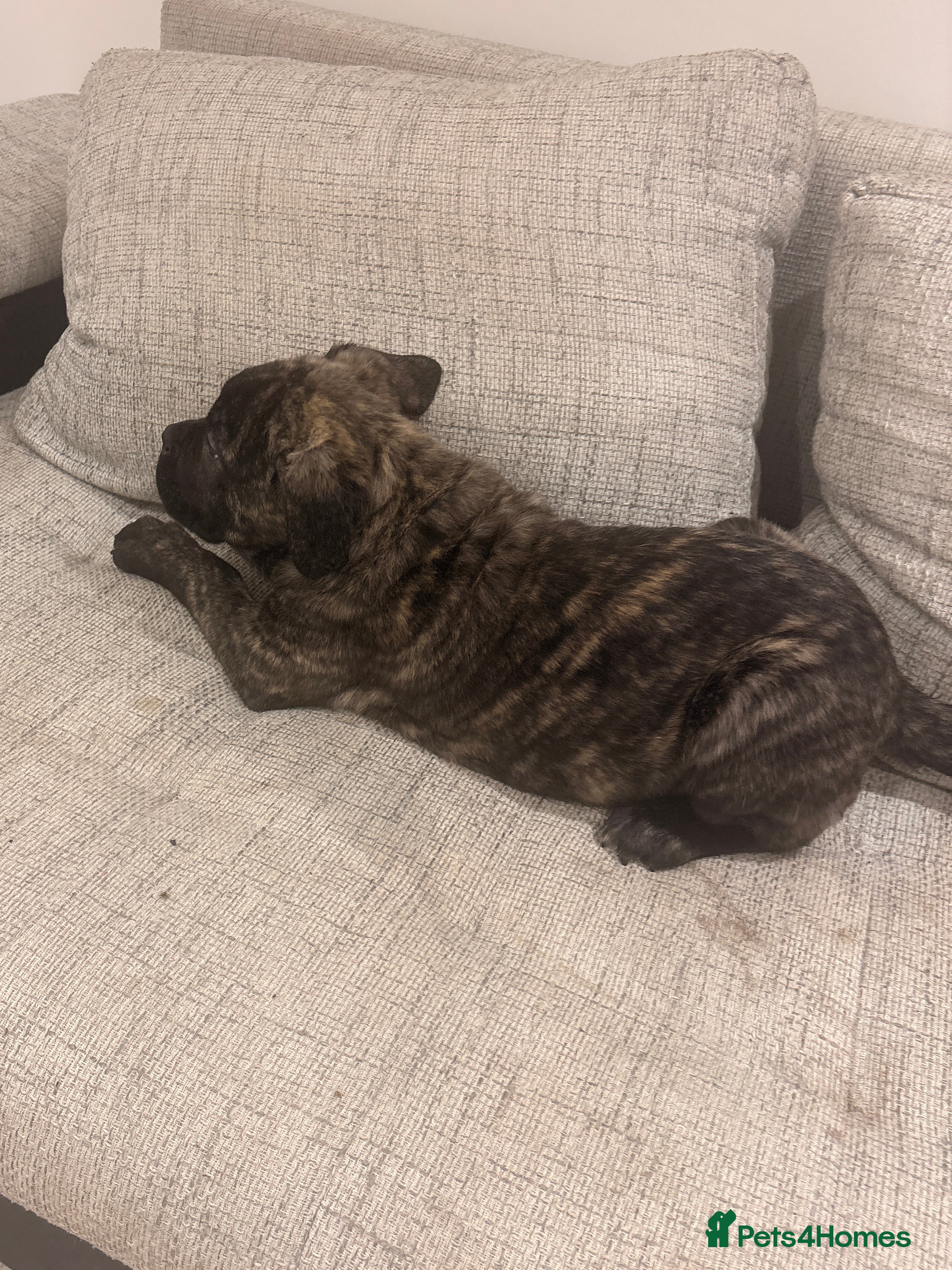 Mixed Breed dogs Puppies for Sale & Ready to go!! - Advert 9