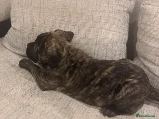 Mixed Breed dogs Puppies for Sale & Ready to go!! - Advert 9