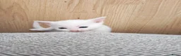 Mixed Breed cats for sale: Dad is Bengal and mum is white British Shorthair  - Advert 5