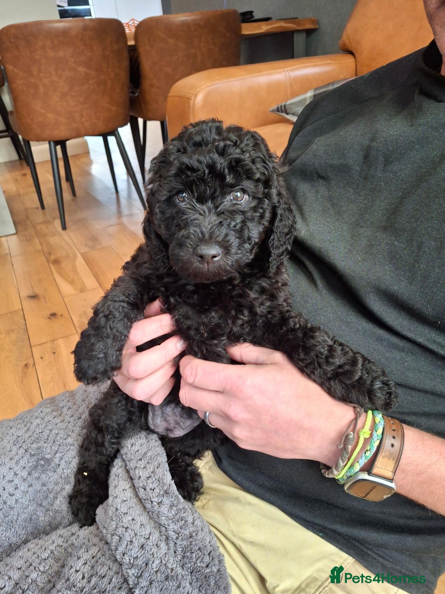 Labradoodle dogs 🐶 Quality Beautiful labradoodle girls  - Advert 2
