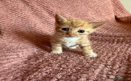 Mixed Breed cats for sale: Ginger kittens for sale - Image 4