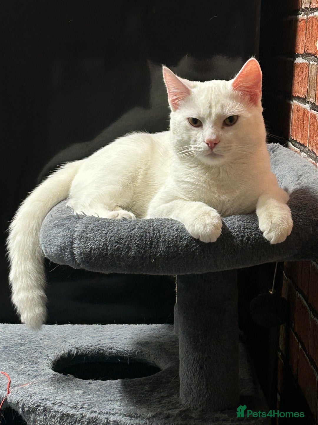 American Shorthair cats for sale: Beautiful 1-Year-Old Full White Male Cat  - Image 3