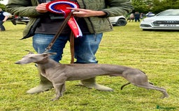 Whippet dogs for stud: KC Proven Whippet For Stud in Billingshurst - Image 1