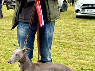 Whippet dogs KC Proven Whippet For Stud in Billingshurst - Advert 3