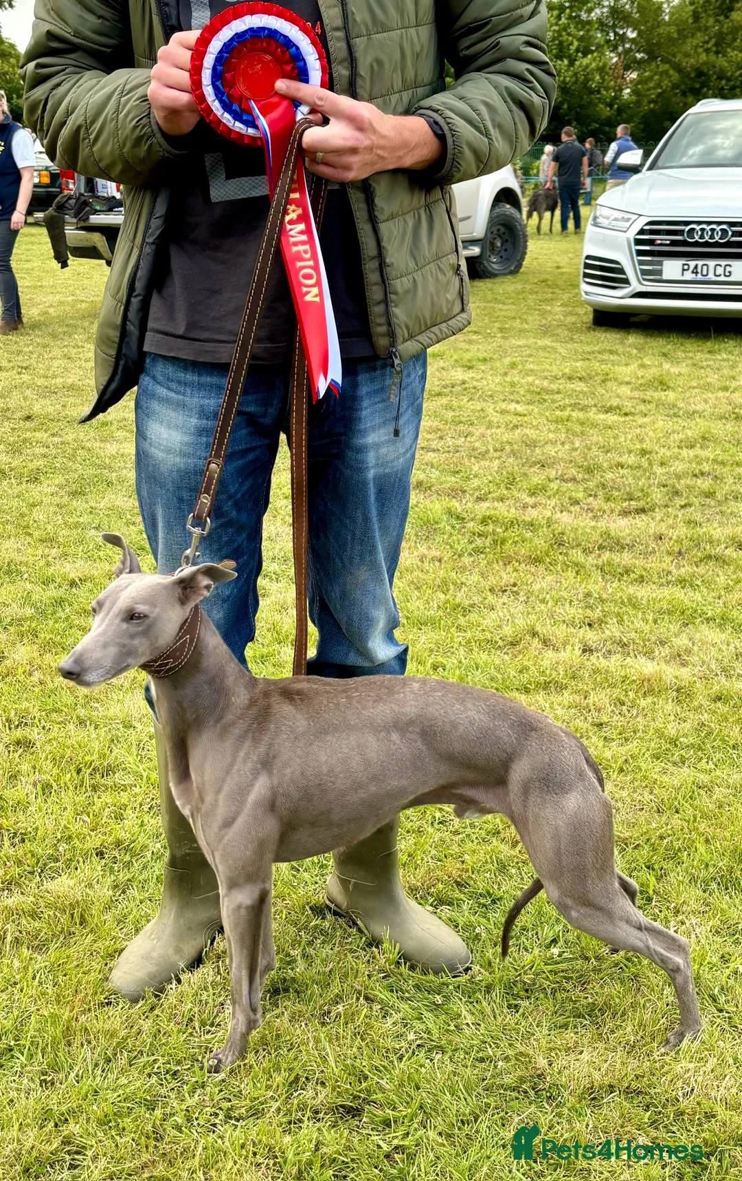 Whippet dogs for stud: KC Proven Whippet For Stud in Billingshurst - Advert 1