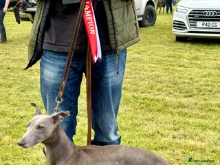 Whippet dogs KC Proven Whippet For Stud in Billingshurst - Advert 4