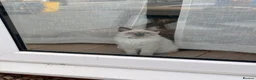 Ragdoll cats for sale: Last Blue Point Ragdoll GIRL kitten available  - Advert 2