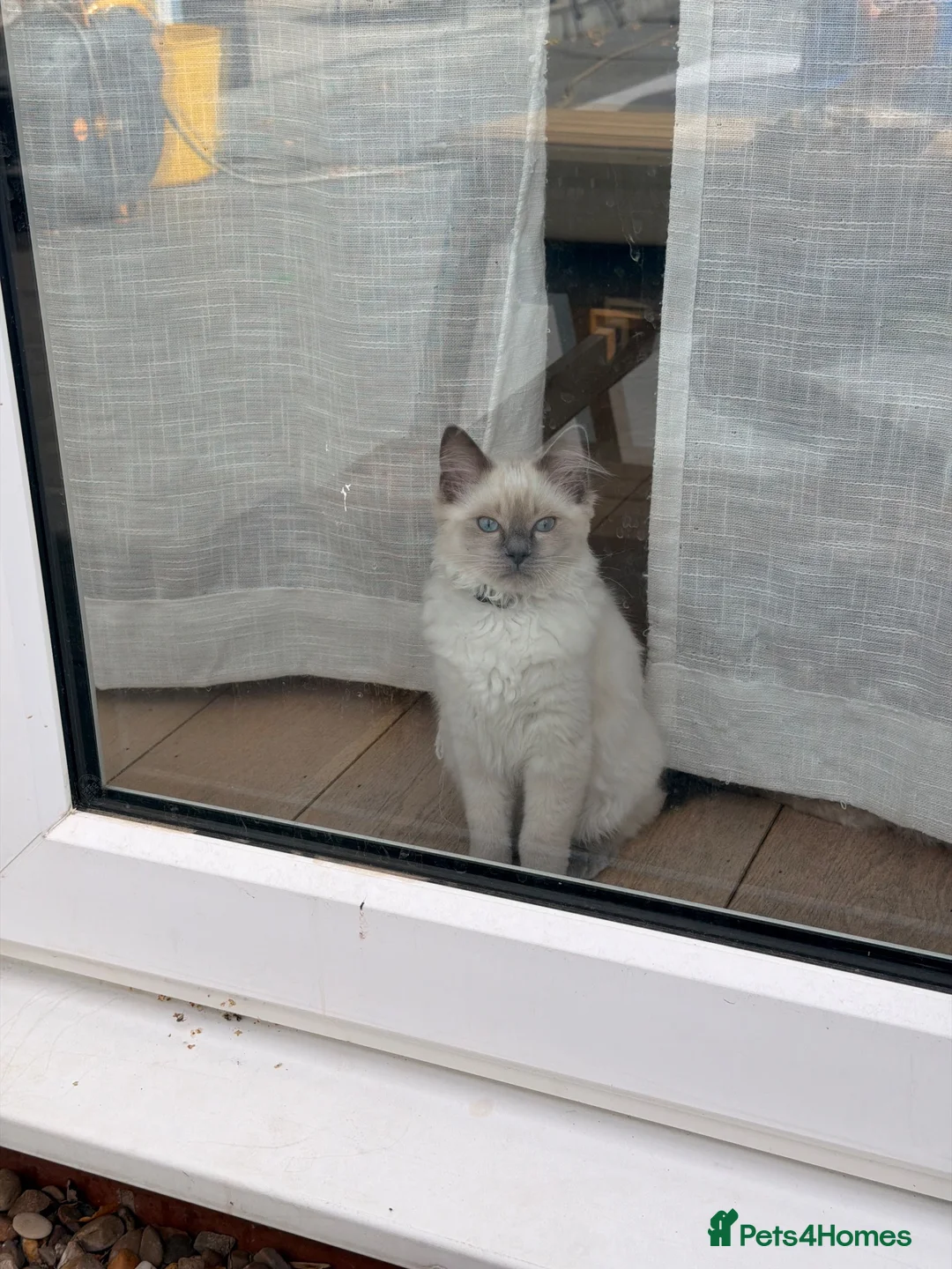 Ragdoll cats for sale: Last Blue Point Ragdoll GIRL kitten available  - Advert 2